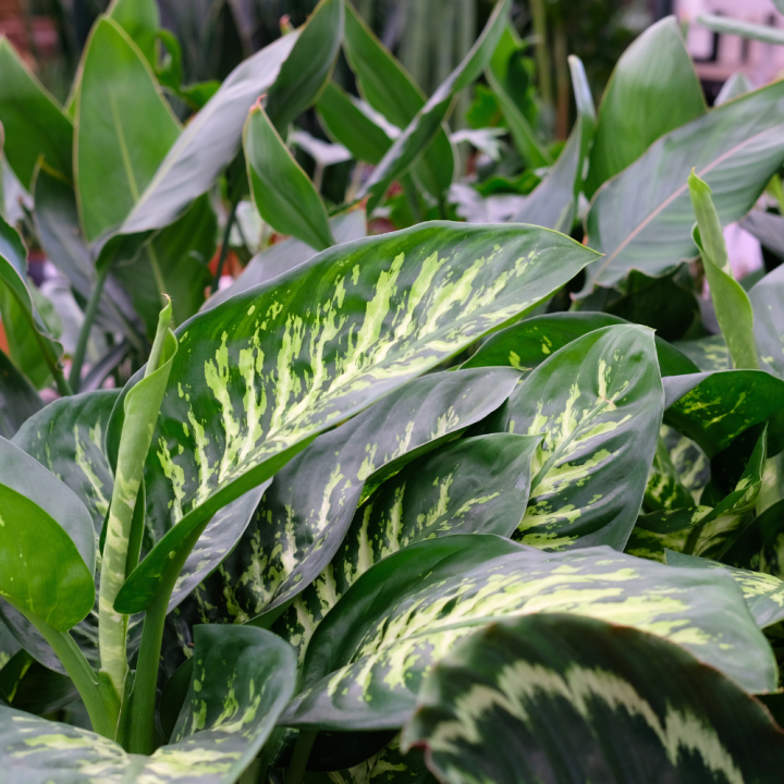 Kamerplanten kopen? U doet het bij tuincentrum Schmitz in Vlodrop, nabij Roermond! Kamerplanten kopen? U doet het bij tuincentrum Schmitz in Vlodrop, nabij Roermond!