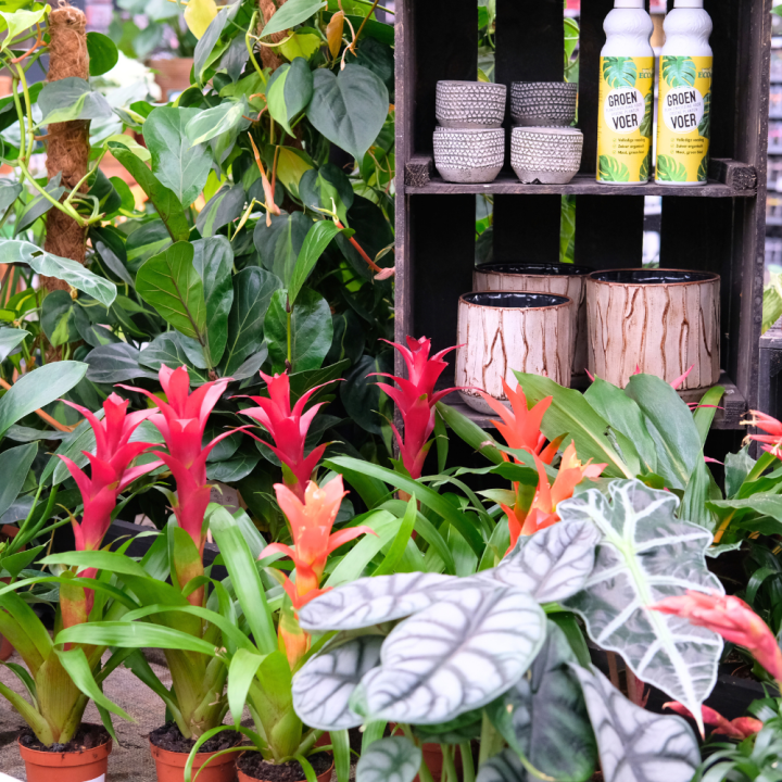 Kamerplanten kopen? U doet het bij tuincentrum Schmitz in Vlodrop, nabij Roermond! Kamerplanten kopen? U doet het bij tuincentrum Schmitz in Vlodrop, nabij Roermond!