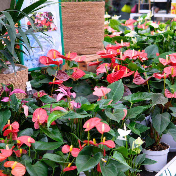 Kamerplanten kopen? U doet het bij tuincentrum Schmitz in Vlodrop, nabij Roermond! Kamerplanten kopen? U doet het bij tuincentrum Schmitz in Vlodrop, nabij Roermond!