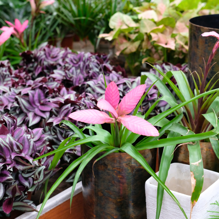 Kamerplanten kopen? U doet het bij tuincentrum Schmitz in Vlodrop, nabij Roermond! Kamerplanten kopen? U doet het bij tuincentrum Schmitz in Vlodrop, nabij Roermond!