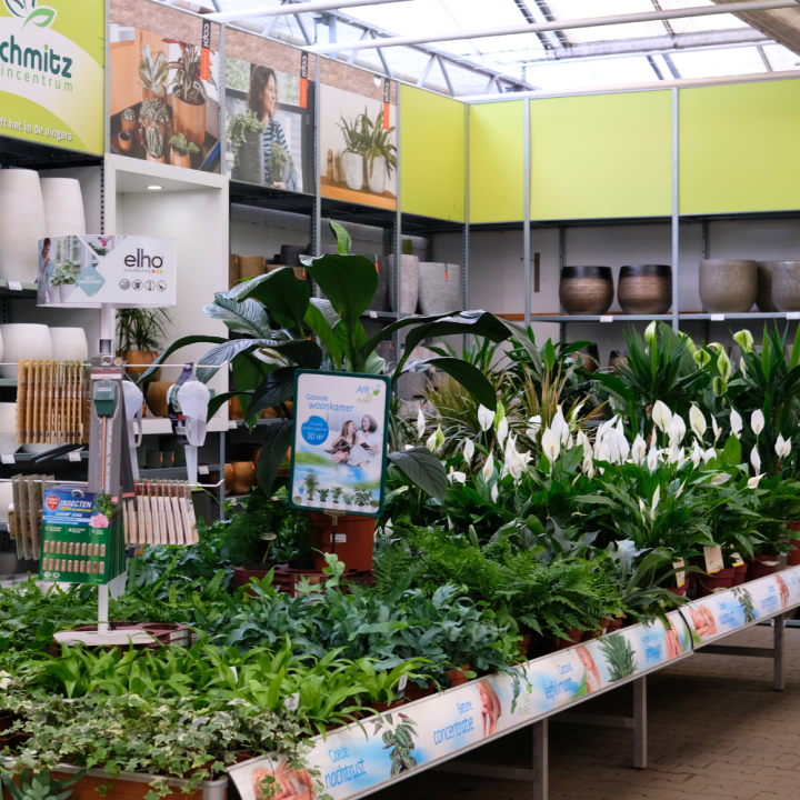 Kamerplanten kopen? U doet het bij tuincentrum Schmitz in Vlodrop, nabij Roermond! Kamerplanten kopen? U doet het bij tuincentrum Schmitz in Vlodrop, nabij Roermond!