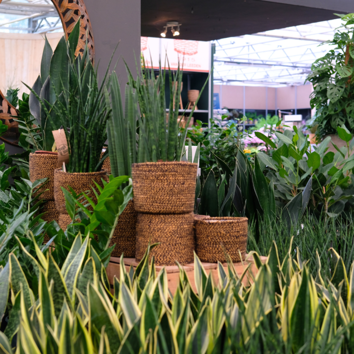 Kamerplanten kopen? U doet het bij tuincentrum Schmitz in Vlodrop, nabij Roermond! Kamerplanten kopen? U doet het bij tuincentrum Schmitz in Vlodrop, nabij Roermond!