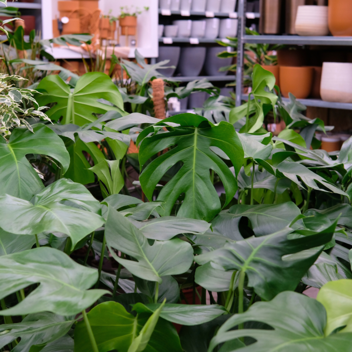 Kamerplanten kopen? U doet het bij tuincentrum Schmitz in Vlodrop, nabij Roermond! Kamerplanten kopen? U doet het bij tuincentrum Schmitz in Vlodrop, nabij Roermond!