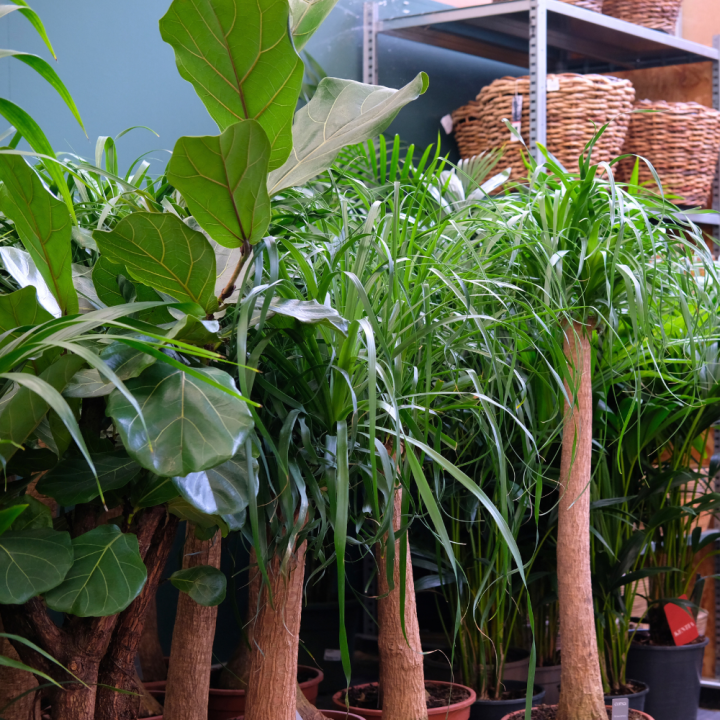 Kamerplanten kopen? U doet het bij tuincentrum Schmitz in Vlodrop, nabij Roermond! Kamerplanten kopen? U doet het bij tuincentrum Schmitz in Vlodrop, nabij Roermond!