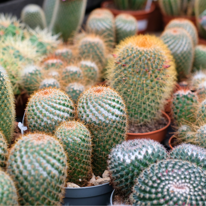 Cactus en vetplant kopen | Tuincentrum Schmitz Cactus en vetplant kopen | Tuincentrum Schmitz