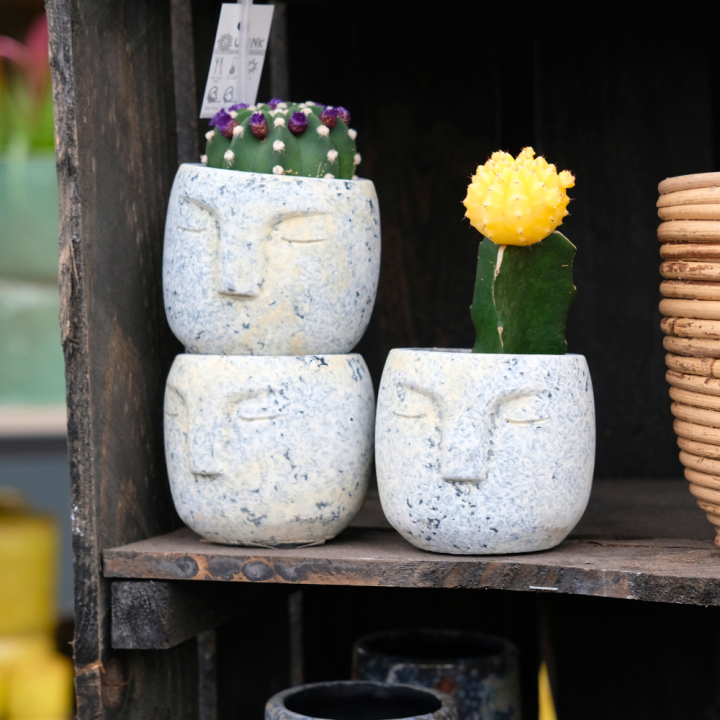 Mini plantjes online kopen | Tuincentrum Schmitz