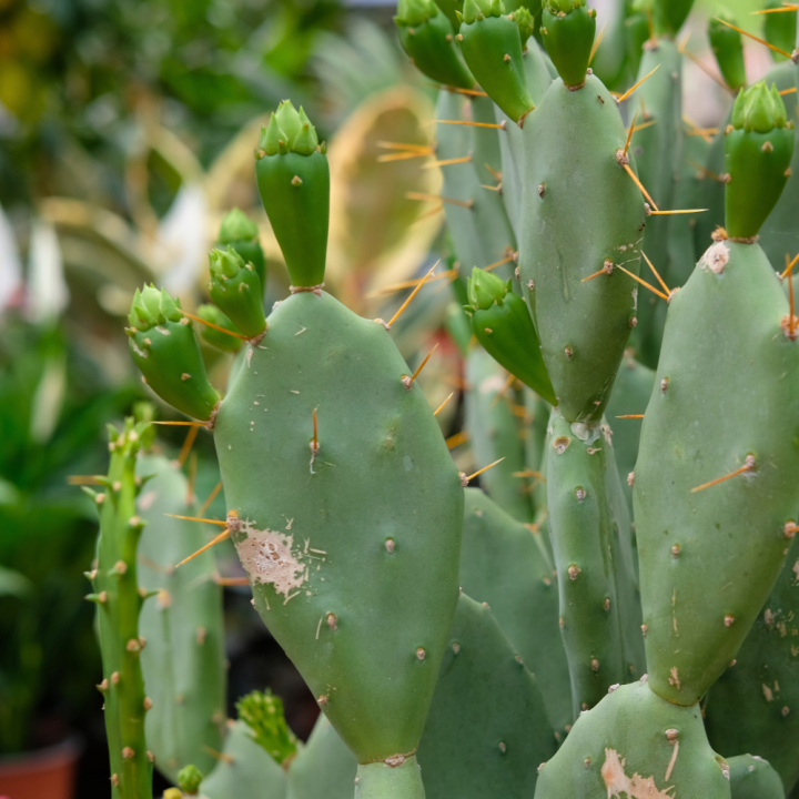 Cactus en vetplant kopen | Tuincentrum Schmitz Cactus en vetplant kopen | Tuincentrum Schmitz