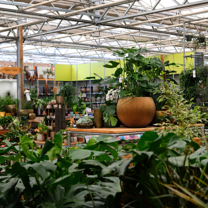 Kamerplanten kopen? U doet het bij tuincentrum Schmitz in Vlodrop, nabij Roermond! Kamerplanten kopen? U doet het bij tuincentrum Schmitz in Vlodrop, nabij Roermond!