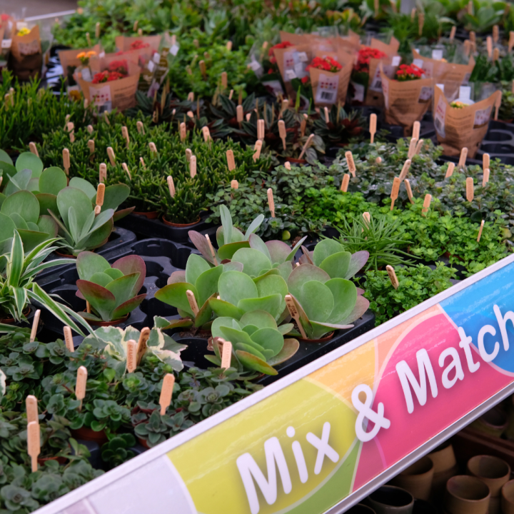 Mini plantjes kopen | Tuincentrum Schmitz