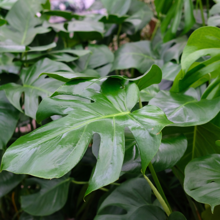 Kamerplanten kopen? U doet het bij tuincentrum Schmitz in Vlodrop, nabij Roermond! Kamerplanten kopen? U doet het bij tuincentrum Schmitz in Vlodrop, nabij Roermond!