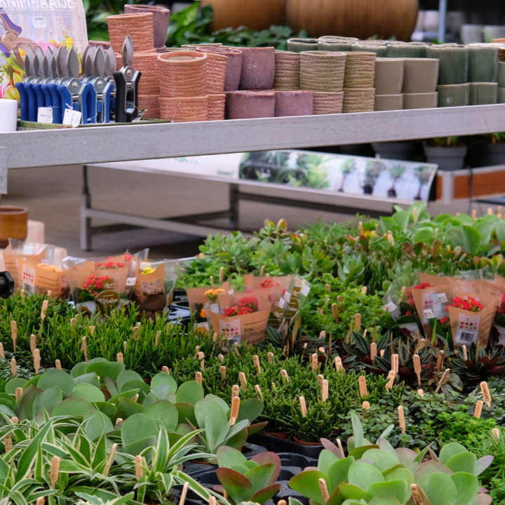 Mini plantjes kopen | Tuincentrum Schmitz