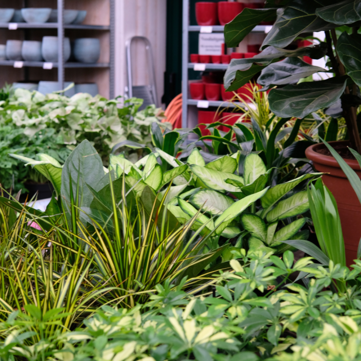 Kamerplanten kopen? U doet het bij tuincentrum Schmitz in Vlodrop, nabij Roermond! Kamerplanten kopen? U doet het bij tuincentrum Schmitz in Vlodrop, nabij Roermond!