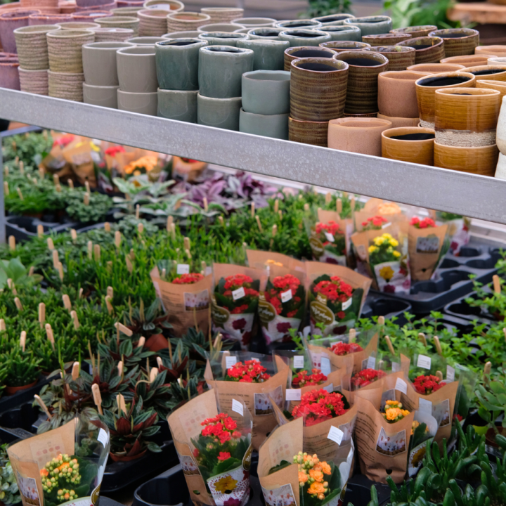 Mini plantjes kopen | Tuincentrum Schmitz