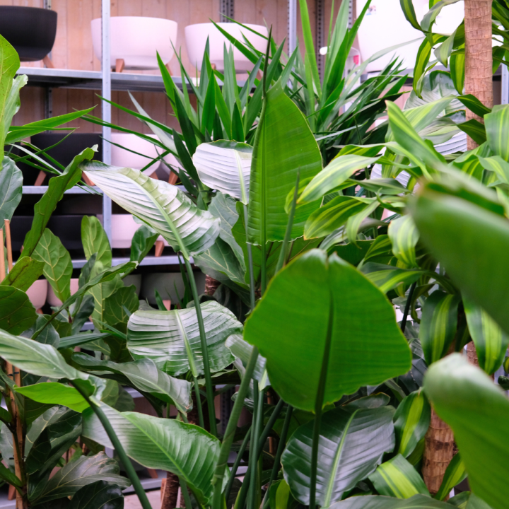 Kamerplanten kopen? U doet het bij tuincentrum Schmitz in Vlodrop, nabij Roermond!