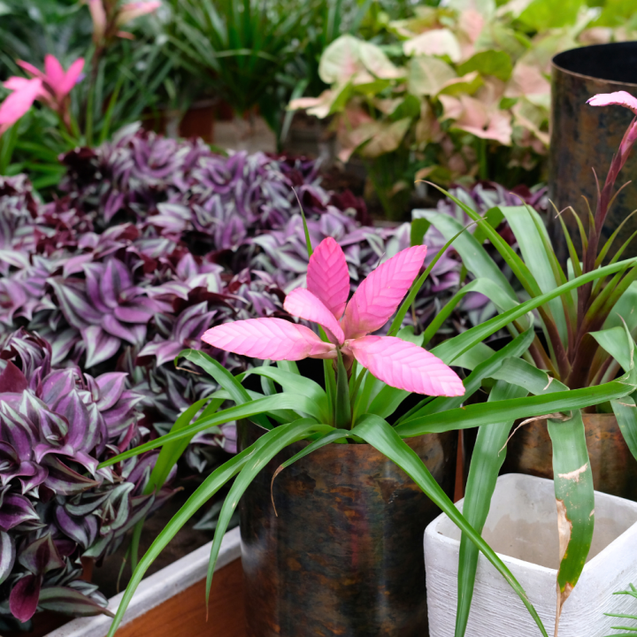 Mini plantjes online kopen | Tuincentrum Schmitz