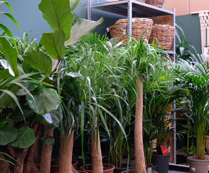 Kamerplanten kopen? U doet het bij tuincentrum Schmitz in Vlodrop, nabij Roermond!