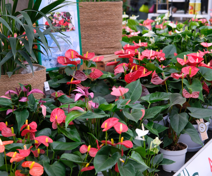 Kamerplanten kopen? U doet het bij tuincentrum Schmitz in Vlodrop, nabij Roermond!