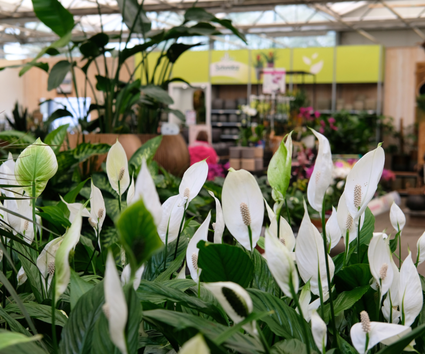 Kamerplanten kopen? U doet het bij tuincentrum Schmitz in Vlodrop, nabij Roermond!