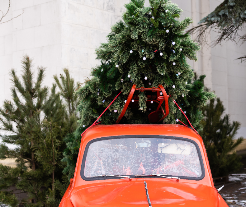 Kerstboom kopen | Tuincentrum Schmitz