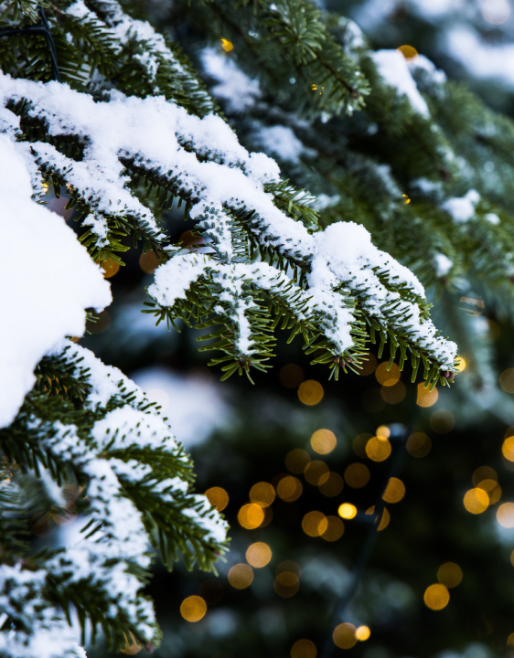 Kerstboom kopen | Tuincentrum Schmitz