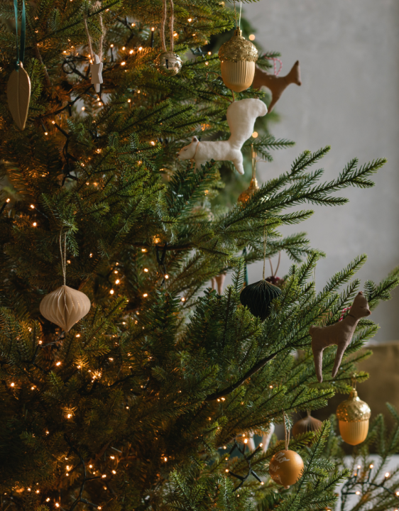 Kerstboom kopen | Tuincentrum Schmitz
