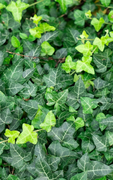 Schaduwtuin: vaste planten kopen? U doet het bij tuincentrum Schmitz in Vlodrop, nabij Roermond! Schaduwtuin: vaste planten kopen? U doet het bij tuincentrum Schmitz in Vlodrop, nabij Roermond!