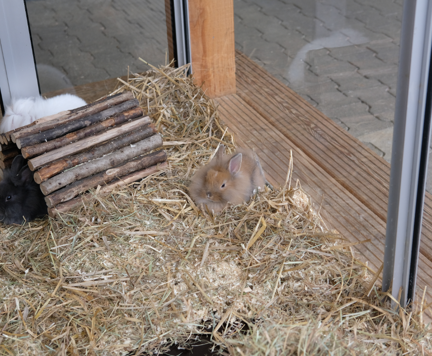 Knaagdier | Tuincentrum Schmitz