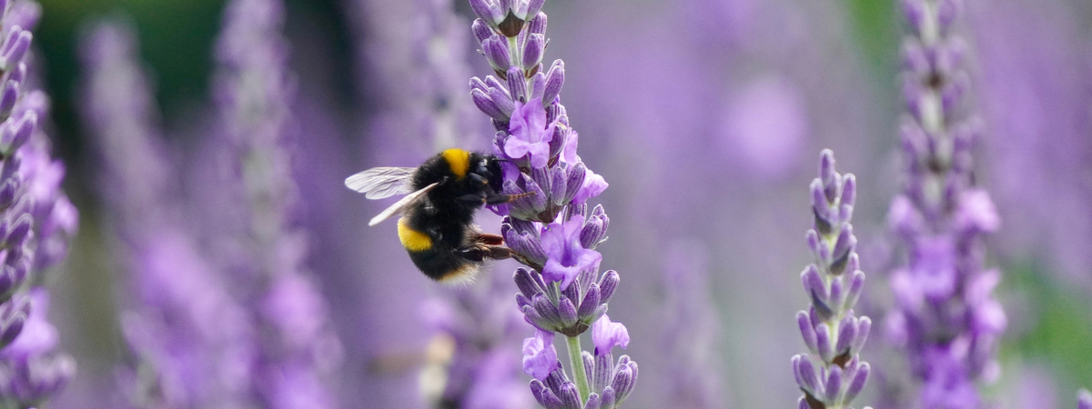 Mai: der Monat der Bienen | Gartencenter Schmitz