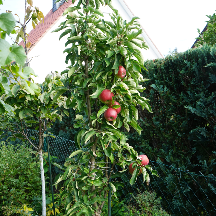 Fruit kweken? Kom naar tuincentrum Schmitz in Vlodrop, nabij Roermond!