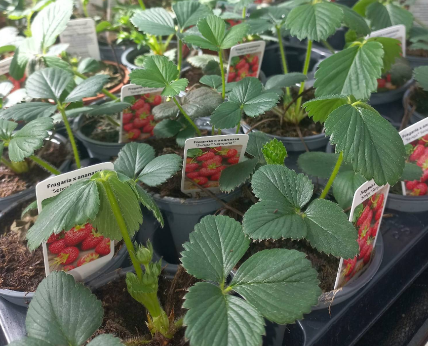 Moestuin starten? U doet het met hulp tuincentrum Schmitz in Vlodrop, nabij Roermond!