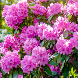 Bomen, heesters en coniferen | Tuincentrum Schmitz
