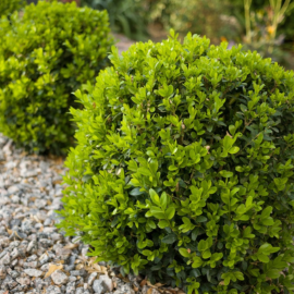 Bomen, heesters en coniferen | Tuincentrum Schmitz