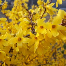 Bomen, heesters en coniferen | Tuincentrum Schmitz