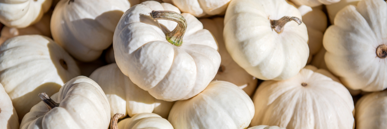 Der Herbst ist die beste Zeit für leckere und hübsche Kürbisse