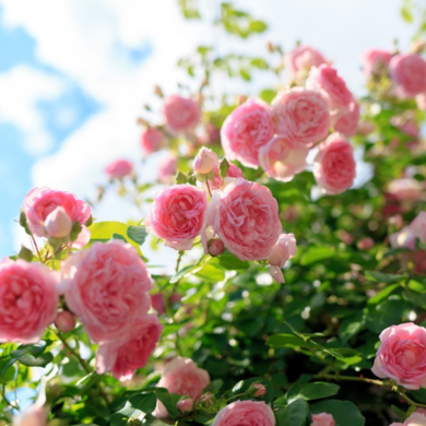 Rozen en Klimplanten | Tuincentrum Schmitz Rozen en Klimplanten | Tuincentrum Schmitz