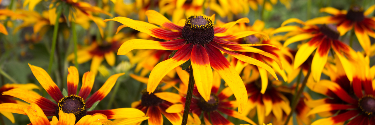 Rudbeckia | Gartencenter Schmitz