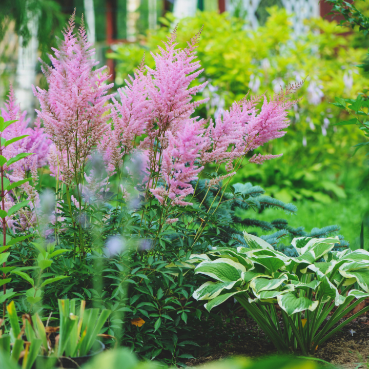 Schaduwtuin: vaste planten kopen? U doet het bij tuincentrum Schmitz in Vlodrop, nabij Roermond!