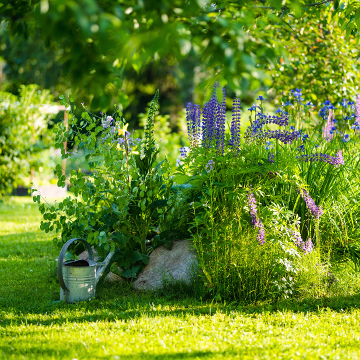 Schaduwtuin: vaste planten kopen? U doet het bij tuincentrum Schmitz in Vlodrop, nabij Roermond!