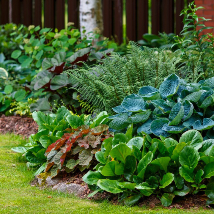 Schaduwtuin: vaste planten kopen? U doet het bij tuincentrum Schmitz in Vlodrop, nabij Roermond!