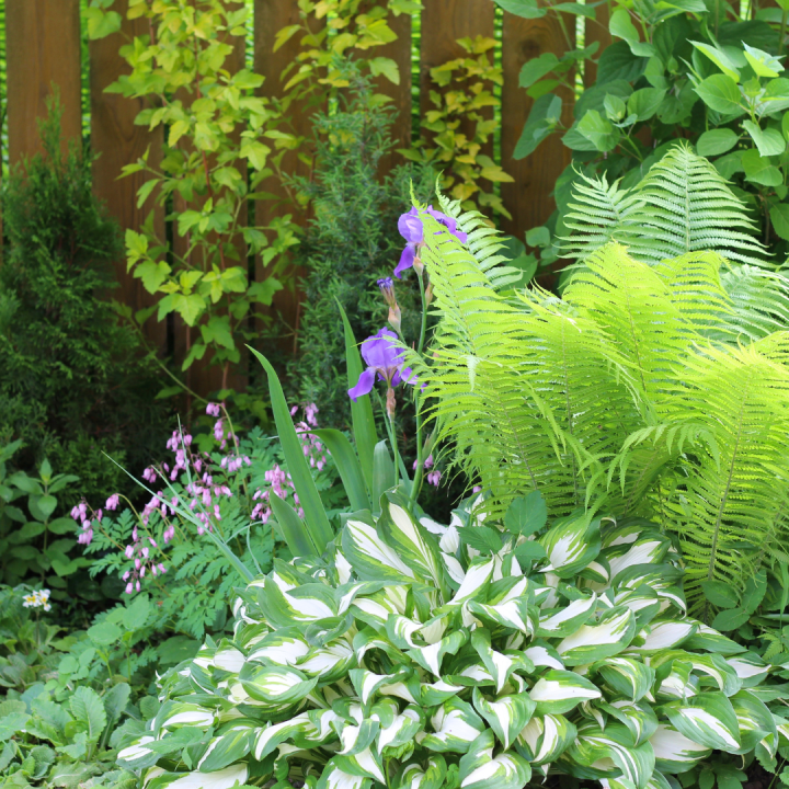 Schaduwtuin? Kom naar tuincentrum Schmitz voor ons aanbod schaduwplanten!
