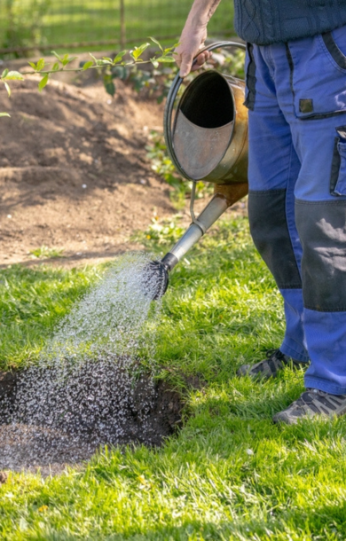 Bomen, heesters en coniferen | Tuincentrum Schmitz