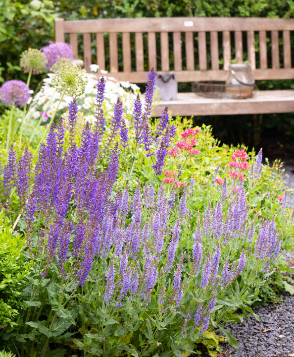 Alles voor de tuin, inclusief goedkope tuinplanten, koopt u natuurlijk bij tuincentrum Schmitz!