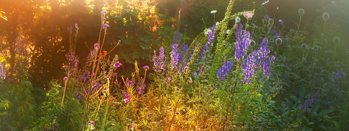 So machen Sie Ihren Garten startklar für den Spätsommer