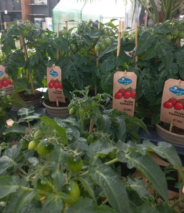 Bij tuincentrum Schmitz in Vlodrop, nabij Roermond, vindt u alles voor de moestuin!