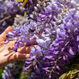Rozen kopen bij tuincentrum Schmitz Rozen kopen bij tuincentrum Schmitz