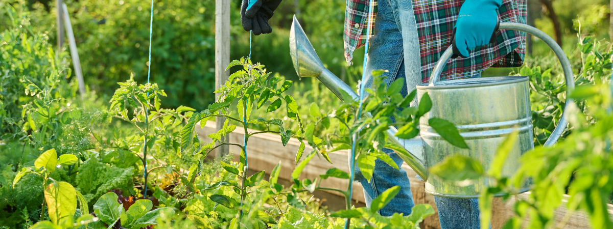 Gemüsegarten starten? Jetzt ist der richtige Zeitpunkt