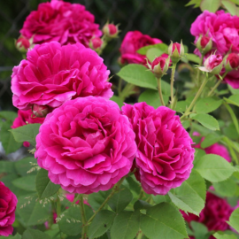 Rozen kopen bij tuincentrum Schmitz Rozen kopen bij tuincentrum Schmitz
