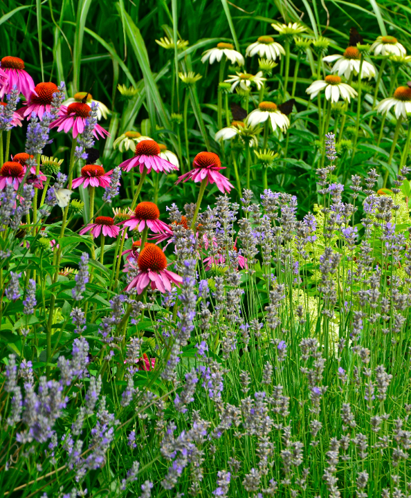 Alles voor de tuin, inclusief goedkope tuinplanten, koopt u natuurlijk bij tuincentrum Schmitz!