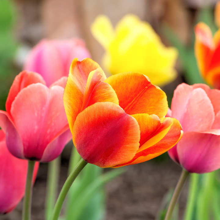 Shop alles voor de tuin, inclusief bloembollen, bij tuincentrum Schmitz in Vlodrop, nabij Roermond!