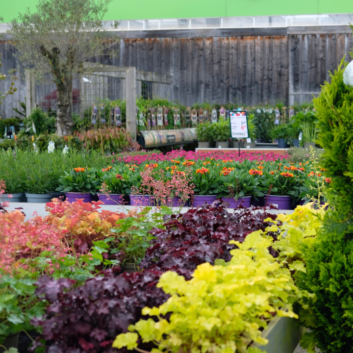 Vaste planten kopen? Kom naar tuincentrum Schmitz in Vlodrop, nabij Roermond! Vaste planten kopen? Kom naar tuincentrum Schmitz in Vlodrop, nabij Roermond!